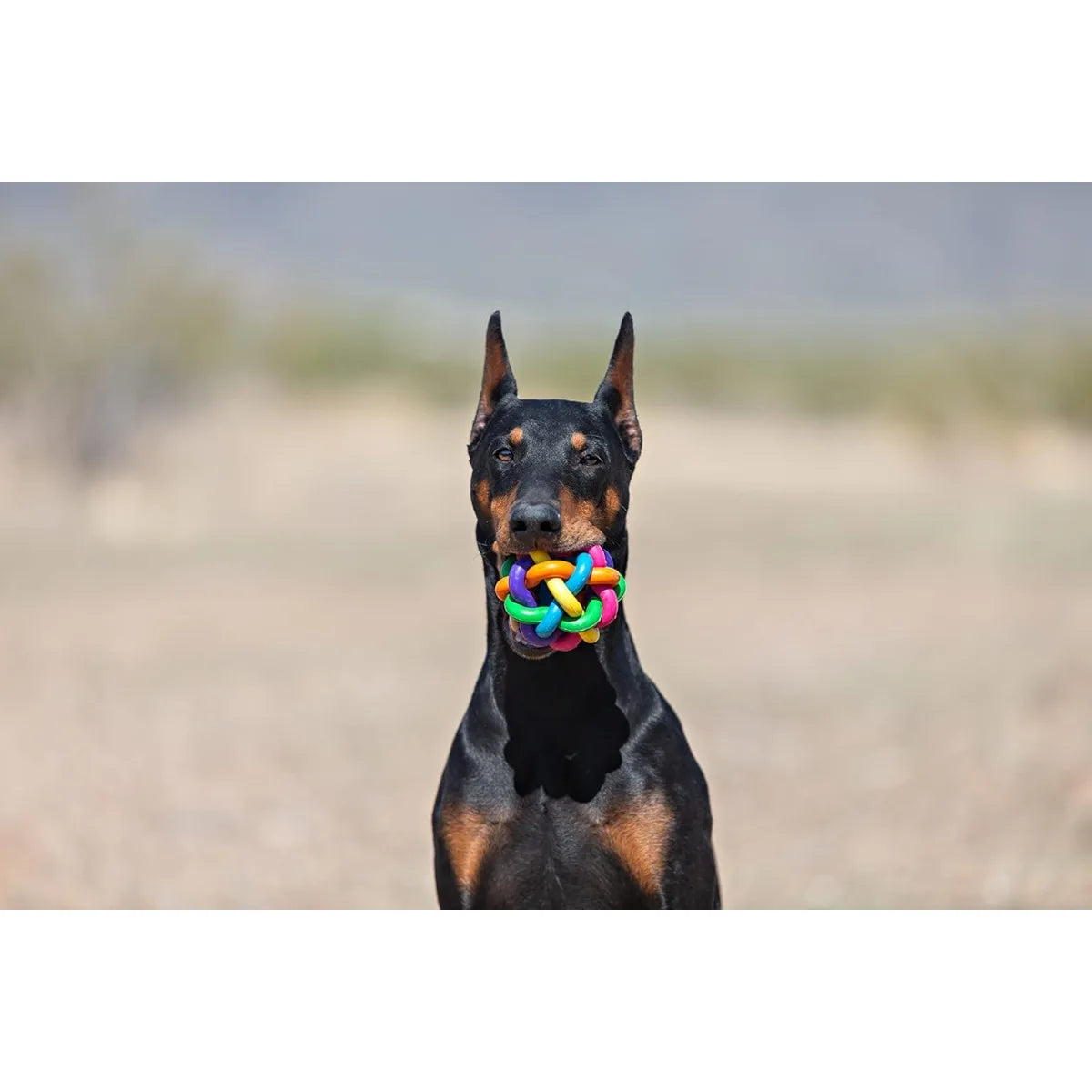 Multi Pet Nobbly Wobbly Dog Rubber Ball-Medium, for Small breeds